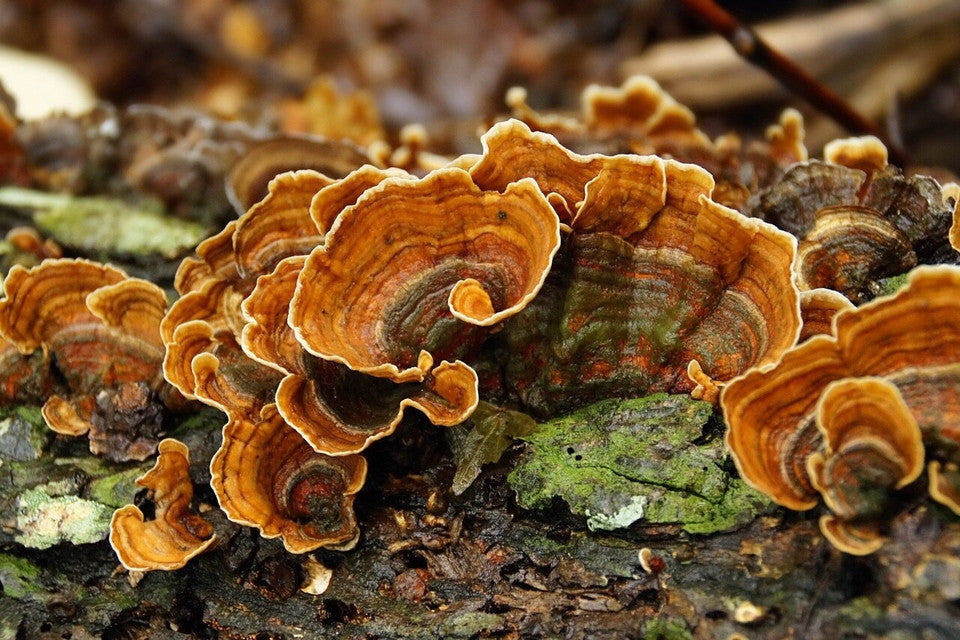 Cloud Mushroom Turkey Tail Extract Powder » 70 Gram Pouch